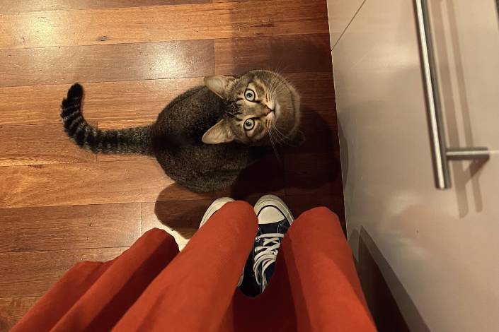 Tabby cat sitting next to house sitter's feet looking up at house sitter 