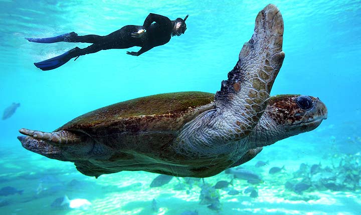 House sitting and pet sitting across Queensland, Australia - The Great Barrier reef