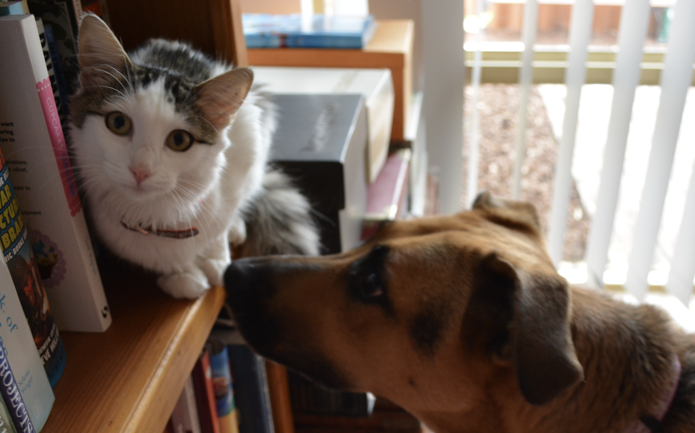Feature photo: Sharing a house sitting story: Grant & Layla